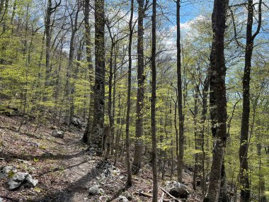 Premuzic yürüyüş yolu veya Preguric Trail - Velebit Doğa Parkı, Hırvatistan veya Preguric-Wanderweg veya Premuzic 's Trail (Pjesacki planinarski, Premuziceva staza - Park öncelikli Velebit, Hrvatska)