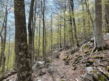 Premuzic yürüyüş yolu veya Preguric Trail - Velebit Doğa Parkı, Hırvatistan veya Preguric-Wanderweg veya Premuzic 's Trail (Pjesacki planinarski, Premuziceva staza - Park öncelikli Velebit, Hrvatska)