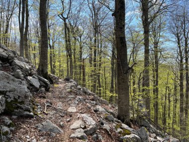 Premuzic yürüyüş yolu veya Preguric Trail - Velebit Doğa Parkı, Hırvatistan veya Preguric-Wanderweg veya Premuzic 's Trail (Pjesacki planinarski, Premuziceva staza - Park öncelikli Velebit, Hrvatska)