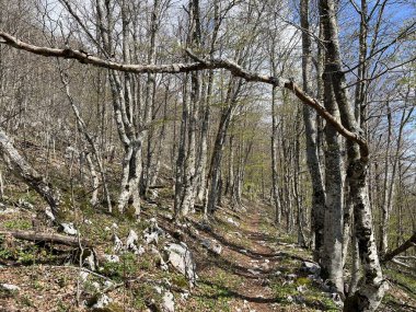 Premuzic yürüyüş yolu veya Preguric Trail - Velebit Doğa Parkı, Hırvatistan veya Preguric-Wanderweg veya Premuzic 's Trail (Pjesacki planinarski, Premuziceva staza - Park öncelikli Velebit, Hrvatska)