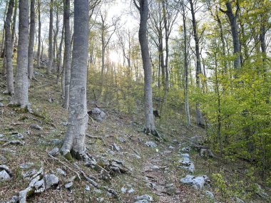 Premuzic yürüyüş yolu veya Preguric Trail - Velebit Doğa Parkı, Hırvatistan veya Preguric-Wanderweg veya Premuzic 's Trail (Pjesacki planinarski, Premuziceva staza - Park öncelikli Velebit, Hrvatska)