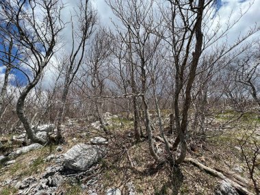 İlkbaharın başlarında karışık dağ ormanı ve kozalaklı ağaçlar - Velebit Doğa Parkı, Hırvatistan (Mijesana planinska suma i crnogoricno drvece tijekom ranog proljeca - Park prirode Velebit, Hrvatska)