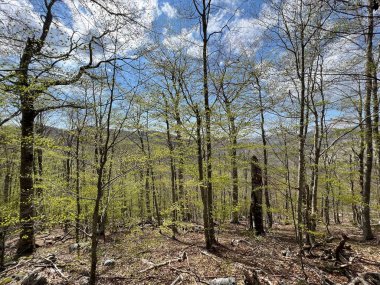 İlkbaharın başlarında karışık dağ ormanı ve kozalaklı ağaçlar - Velebit Doğa Parkı, Hırvatistan (Mijesana planinska suma i crnogoricno drvece tijekom ranog proljeca - Park prirode Velebit, Hrvatska)
