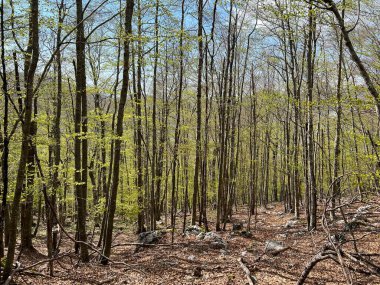 İlkbaharın başlarında karışık dağ ormanı ve kozalaklı ağaçlar - Velebit Doğa Parkı, Hırvatistan (Mijesana planinska suma i crnogoricno drvece tijekom ranog proljeca - Park prirode Velebit, Hrvatska)