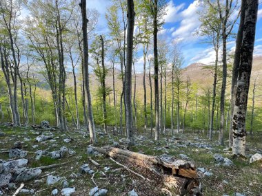 İlkbaharın başlarında karışık dağ ormanı ve kozalaklı ağaçlar - Velebit Doğa Parkı, Hırvatistan (Mijesana planinska suma i crnogoricno drvece tijekom ranog proljeca - Park prirode Velebit, Hrvatska)