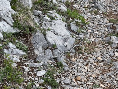 Horned viper (lat. Vipera ammodytes) Long-nosed viper, Nose-horned viper, Sand viper - Velebit Nature Park, Croatia, Sandviper, Hornviper or Sandotter (Poskok - Park prirode Velebit, Hrvatska) clipart