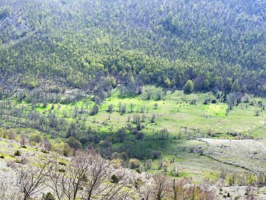 Velebit Doğa Parkı, Hırvatistan (Planinski pasnjaci i i mijesana suma u rano proljece - Park Velebit, Hrvatska)