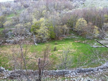 Velebit Doğa Parkı, Hırvatistan (Planinski pasnjaci i i mijesana suma u rano proljece - Park Velebit, Hrvatska)