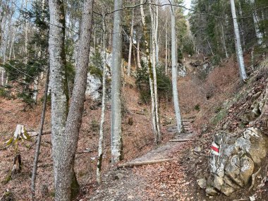 Alp ormanları tipik bir kış ortamı ve İsviçre Alpleri 'ndeki Engelberg turizm beldesi - İsviçre' nin Obwalden Kantonu (Kanton Obwald, Schweiz)