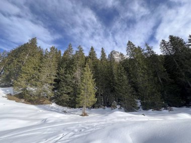 İsviçre 'nin Obwalden Kantonu (Kanton Obwald, Schweiz), İsviçre' deki Engelberg turizm beldesi üzerinde kar yağışı sonrasında tipik bir kış atmosferindeki alp ağaçlarının resimli gölgeleri.)