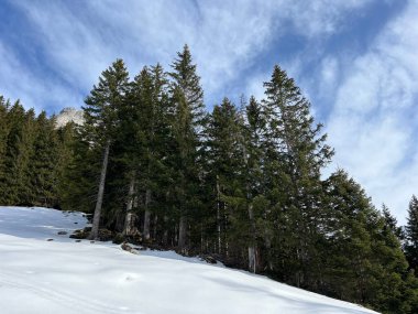 İsviçre 'nin Obwalden Kantonu (Kanton Obwald, Schweiz), İsviçre' deki Engelberg turizm beldesi üzerinde kar yağışı sonrasında tipik bir kış atmosferindeki alp ağaçlarının resimli gölgeleri.)