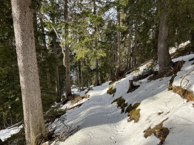 Alp ormanları tipik bir kış ortamında ve Engelberg 'in turistik tatil beldesi olan Obwalden, İsviçre' nin Kanton Obwald (Kanton Obwald, Schweiz)
