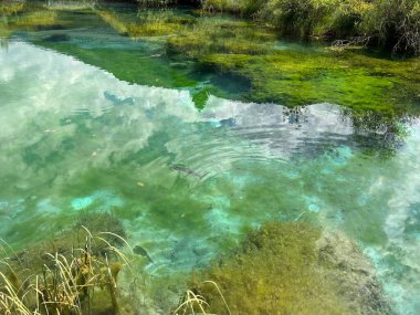 Doğal rezerv Zelenci - Sava Dolinka, Slovenya (Naturschutzgebiet Zelenci - die Quelle der Sava Dolinka, Slowenien) Naravni rezervat Zelenci - Izvir reke Save Dolinke