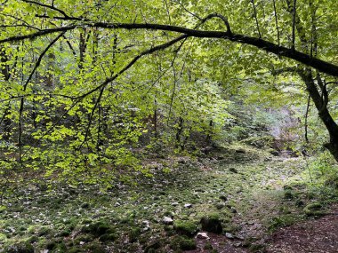 Ljubljanica nehrinin kaynağı veya Slovenya 'nın Ljubljanica kentinin kaynakları - Die Quelle des Flusses Ljubljanica oder die Quellen der Ljubljanica, Slowenien - Izviri Ljubljanice, Slovenija