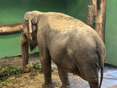 Ljubljana Hayvanat Bahçesi, Slovenya - Der Hayvanat Bahçesi Ljubljana, Slowenien - Zivalski vrt Ljubljana - Zooloski vrt Ljubljana, Slovenya