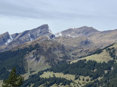 İsviçre, Reichenbachtal Alp Vadisi 'ndeki Evergreen Ormanı ya da kozalaklı ağaçlar - İçişleri Bakanı Wald oder Nadelbaeume im Alpental Reichenbachtal, Schweiz