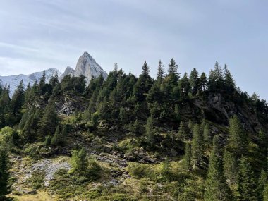 İsviçre, Reichenbachtal Alp Vadisi 'ndeki Evergreen Ormanı ya da kozalaklı ağaçlar - İçişleri Bakanı Wald oder Nadelbaeume im Alpental Reichenbachtal, Schweiz