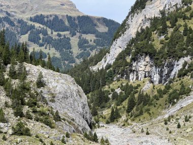 İsviçre, Reichenbachtal Alp Vadisi 'ndeki Evergreen Ormanı ya da kozalaklı ağaçlar - İçişleri Bakanı Wald oder Nadelbaeume im Alpental Reichenbachtal, Schweiz