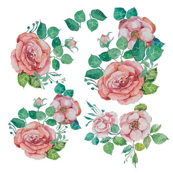 Botanikus Szín Illusztráció Akvarell Rajzok Virágok Rózsák Elemek Készlet — Stock Fotó