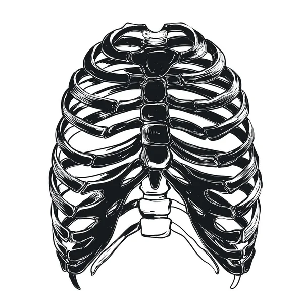 Θάλαμος Πλευρών Ανθρώπινος Θώρακας Σκελετικές Πλευρές Στέρνο Ασπρόμαυρη Απεικόνιση Σχέδιο — Φωτογραφία Αρχείου