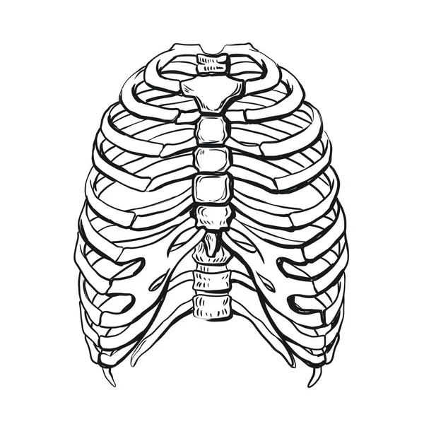 环状笼 人类胸部 骨骼肋骨 黑白插图 — 图库照片