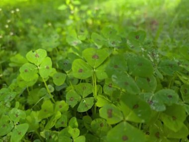 Sonbaharda kırsalda Clover