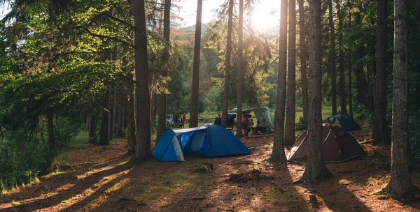 Tent camp among tall conifers. Warm beautiful morning sunrise, sunset. Brown tent with quick installation system. and a blue tent. Rays of the sun. The concept of tourism and recreation.