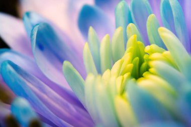 Close-up, petals of chrysanthemum flowers. Gentle pastel colors, emerald, blue and purple, green and yellow shades. Selective focus. The concept of background wallpaper. Blur.