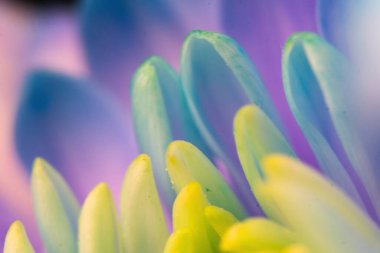 Close-up, petals of chrysanthemum flowers. Gentle pastel colors, emerald, blue and purple, green and yellow shades. Selective focus. The concept of background wallpaper. Blur.
