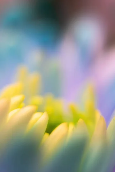 Zbliżenie Płatki Chryzantemy Delikatne Pastelowe Kolory Szmaragdowe Niebieskie Fioletowe Zielone — Zdjęcie stockowe