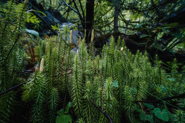 Güzel Yeşil Bitkiler Georgia Dağlarındaki Kozalaklı Bir Ormanın Ortasında Bir — Stok fotoğraf