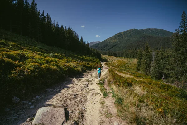 一个戴着帽子拿着手杖的女人 正在前往乌克兰喀尔巴阡山徒步旅行 在草地 山脉和森林之间的一条小路 — 图库照片
