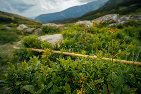 Arbustos Arándanos Comestibles Montañas Los Cárpatos Naturaleza Ucrania Día Verano —  Fotos de Stock