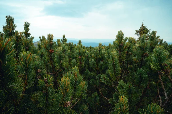 Las Karłowatej Sosny Pinus Mugo Płaskowyżu Górskim Widok Bliska Stary — Zdjęcie stockowe