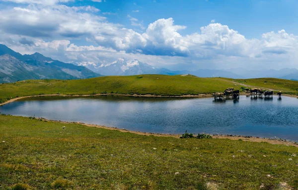 奶牛喝水 格鲁吉亚Svaneti地区Mestia高加索山区的Koruldi湖 青山苍翠 高山草场繁茂 山巅繁茂 自然与旅行 — 图库照片