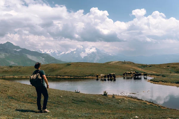 근처에 연못에서 수영하고 소들을 남자가 코카서스 산맥의 상부스바 조지아 야생의 — 스톡 사진