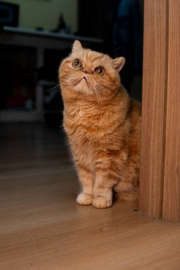 Red exotic cat. Funny pets. Cute funny pussy posing on camera. Concept of pets, furry animals. Vertical photo. Sits near the edge of the door, waiting for tasty food. Night