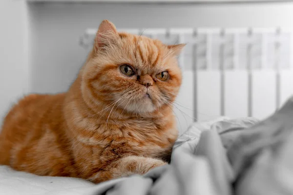 A cute red Exotic cat is lying on the bed. A beautiful portrait of a pet. The concept of domestic animals. Selective focus