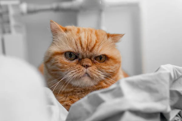 Exotic Shorthair cat close-up portrait. Flat muzzle of a sad exotic cat with gold eyes. Flat-faced cat breeds. Selective focus