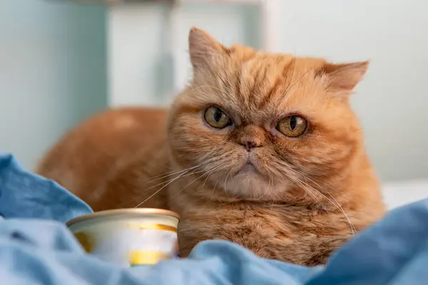 脸色暴躁的异国情调猫 漂亮的猫动物和宠物的概念 躺在床上 大眼睛 不快乐的眼神 一个小铁罐 罐装食品 不用题词 图库图片