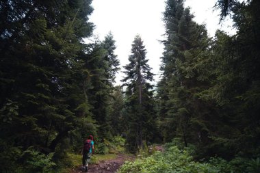 Sırt çantalı bir kadın, bir yürüyüşçü, sık bir ormanın ortasında taştan bir patika boyunca yürüyor. seyahat konsepti. Shdugra Şelalesi yolu. Gürcistan 'daki Kafkasya Dağları, Svaneti Bölgesi. Seyahat tutkusu.