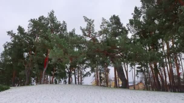 소나무가 아름다운 보나이와 전망대의 형태로 소나무 — 비디오