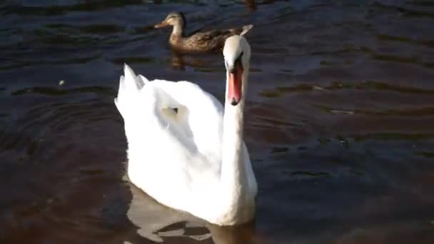 60P 宁静的美 白天鹅优雅地掠过水面 停下来喝水 象征着自然柔和的节奏感中的端庄与纯洁 — 图库视频影像