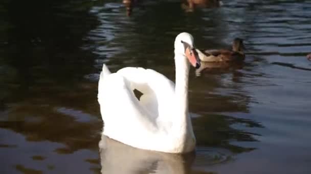 60P Tranquil Beauty Cisne Branco Graciosamente Desliza Superfície Água Parando — Vídeo de Stock