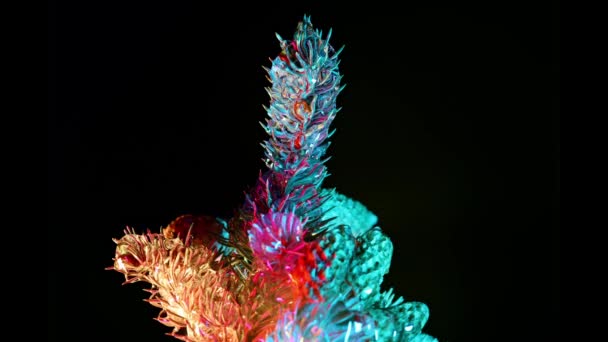 Donmuş Ladin Dalı Zaman Diliminde Canlanıyor Kristal Buz Renkli Işıkların — Stok video