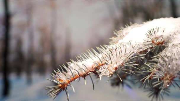 春天在公园里醒来 阳光灿烂的日子里 云杉枝条上的雪融化了 时间的流逝在22秒内揭示了大自然的美丽 — 图库视频影像