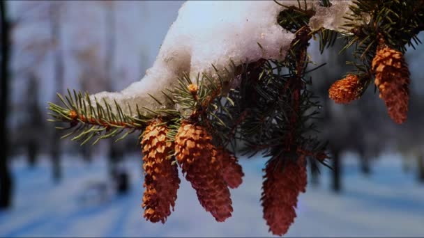 Wiosenne Przebudzenie Śnieżnym Parku Topniejący Śnieg Gałązce Jodły Szyszkami Słoneczny — Wideo stockowe