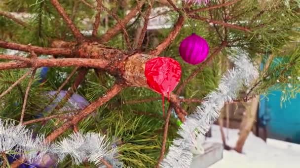 Tagliare Vivo Sanguina Albero Natale Discarica Dopo Vacanze Capodanno Salva — Video Stock