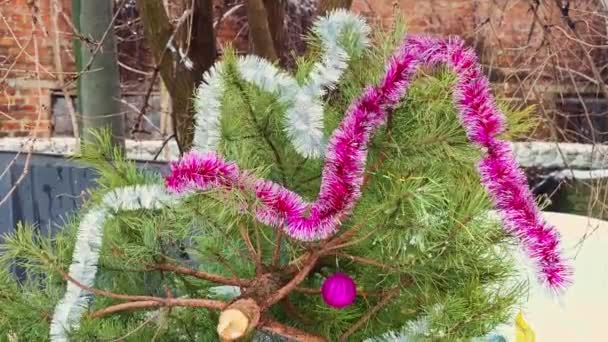 Gesneden Levende Kerstboom Ligt Vuilnisbelt Nieuwjaarsvakantie Bossen Redden Dennenbomen Red — Stockvideo