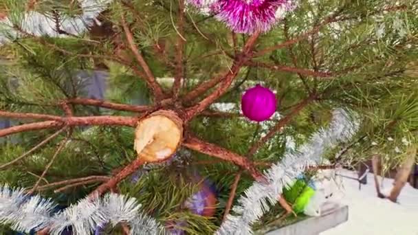 カットダウンライブクリスマスツリーは 新年の休日の後にゴミ捨て場にあります 森林を守る 松の木 惑星を救った 森林破壊は地球温暖化と気候変動を加速させている エコロジーの責任 — ストック動画